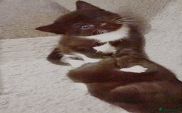 Mixed Breed cats for sale: Delightful mix-breed Siamese-black tabby-kittens - Image 37