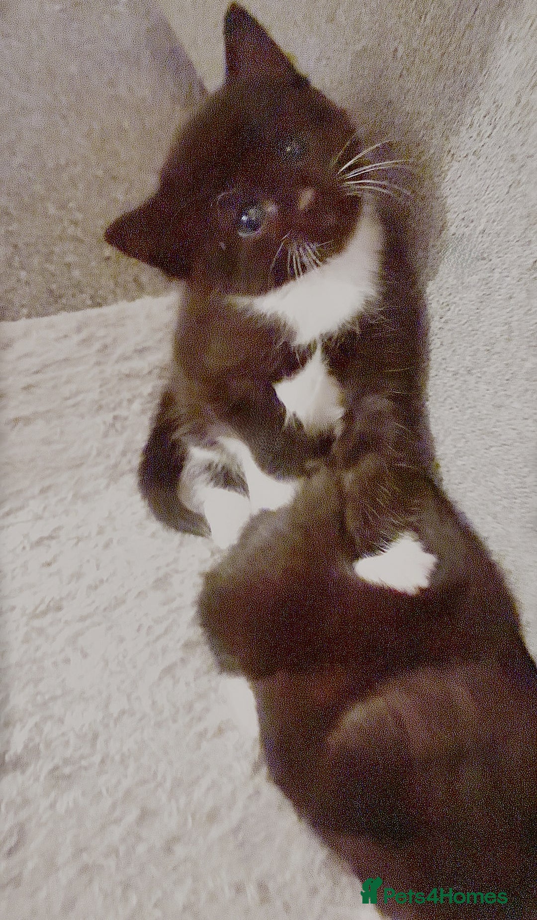 Mixed Breed cats for sale: Delightful mix-breed Siamese-black tabby-kittens - Image 37