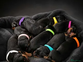 Rottweiler dogs Beautiful Chunky Rottweiler Puppies for Sale - Advert 1