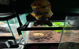 Frog reptiles for sale: Female Pac-Man frog - Image 3