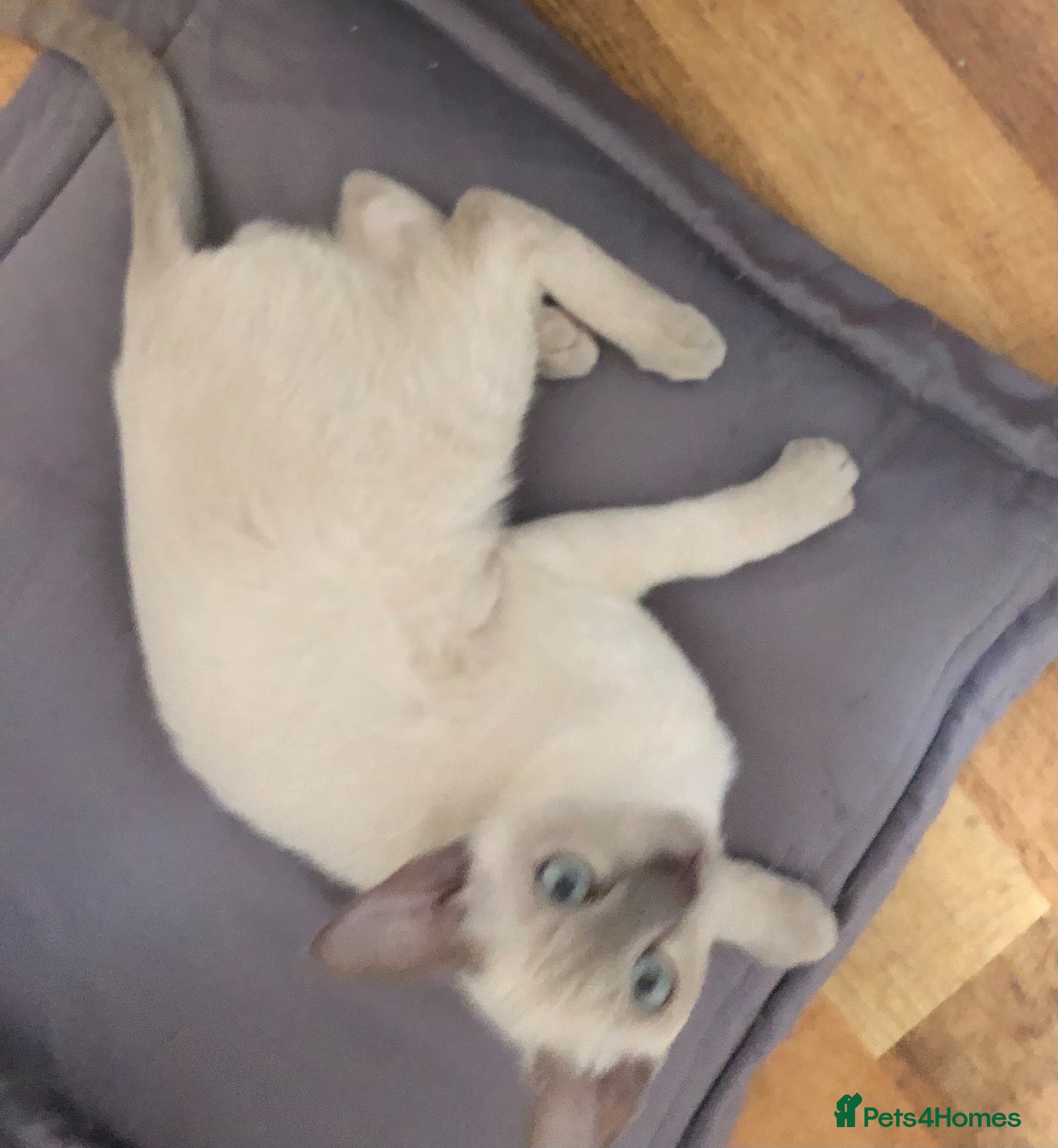 Tonkinese cats One boy, one girl beautiful Tonkinese kittens - Advert 6