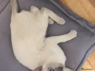 Tonkinese cats One boy, one girl beautiful Tonkinese kittens - Advert 6