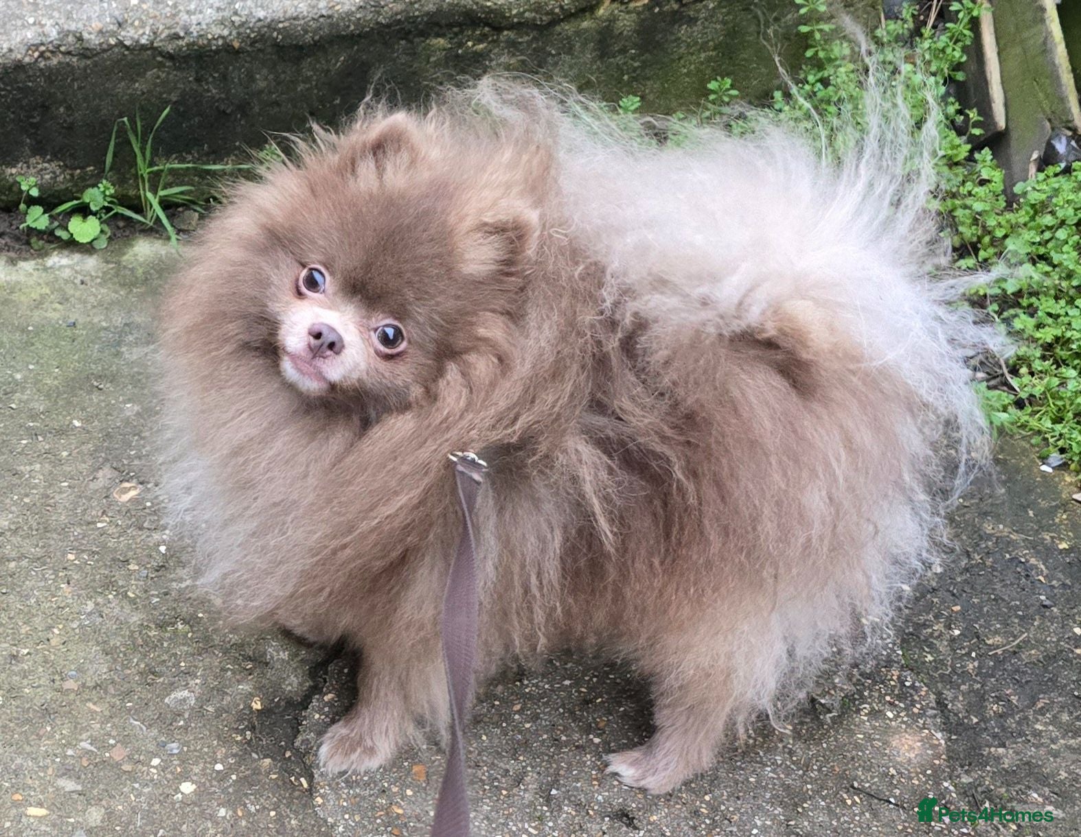 Pomeranian dogs Royal Kennel Club registered lavender lilac male - Advert 13