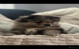 Pomeranian dogs for sale: Pedigree miniature pomeranians - Image 11