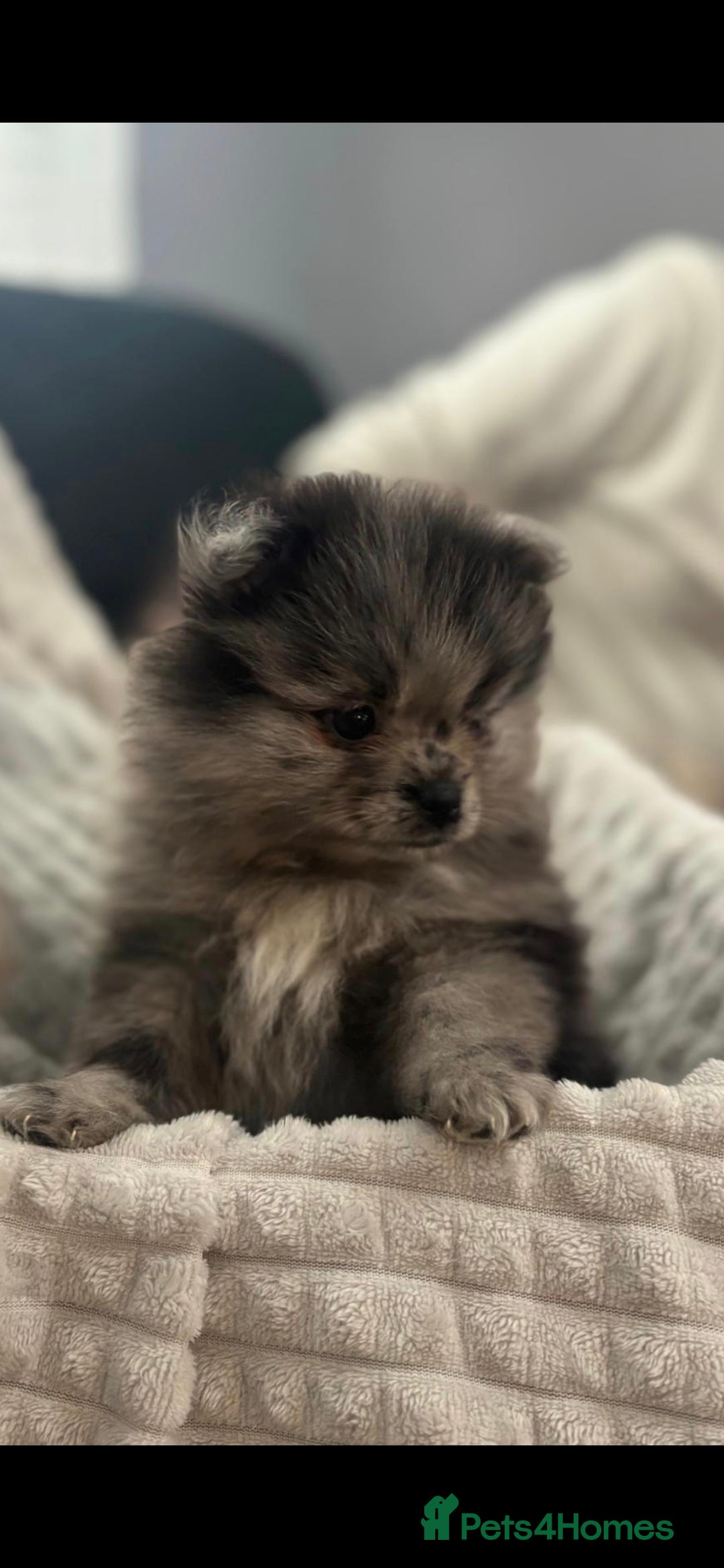 Pomeranian dogs for sale: Pedigree miniature pomeranians - Image 11
