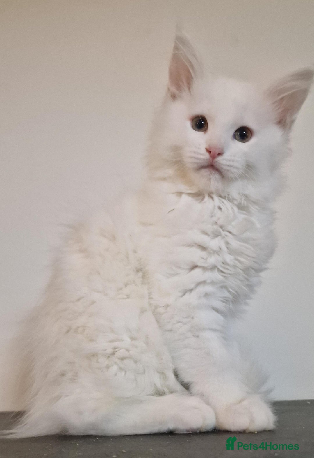 Maine Coon cats for sale: MAINE COON KITTENS WITH WORLD CHAMPION BLOODLINES - Advert 11