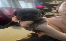 Cane Corso dogs for sale: Puppies - Image 1