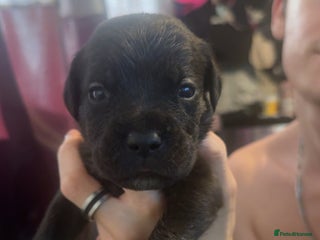 Cane Corso dogs - Advert 10