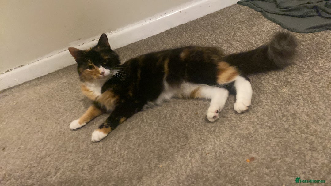 Mixed Breed cats for sale: Girl kitten - Image 2