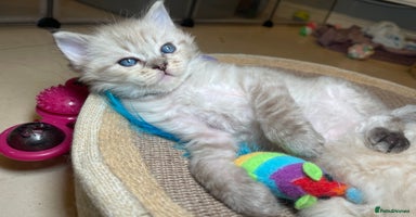 Ragdoll cats - Advert 1