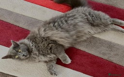 British Longhair cats for sale: British Longhair 18 months old male - Image 2