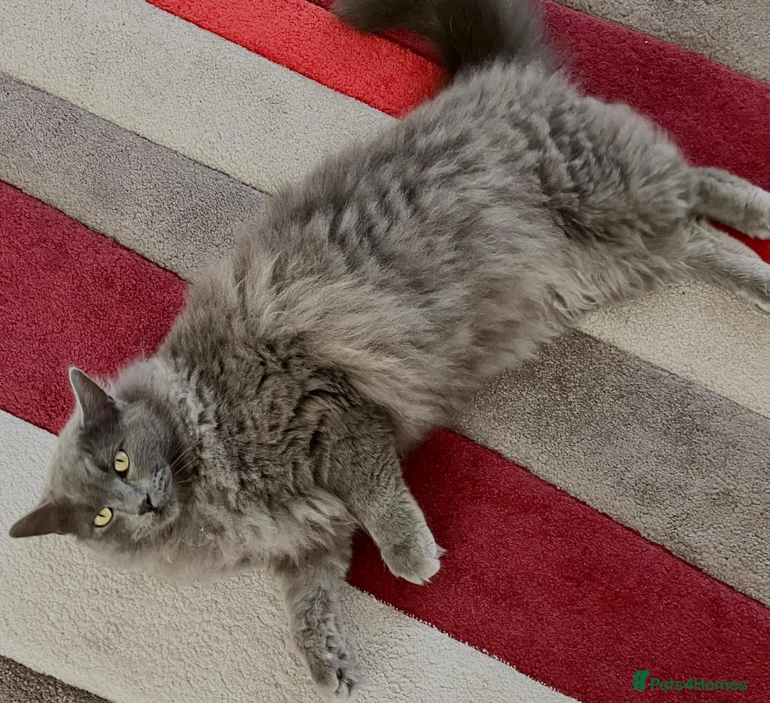 British Longhair cats for sale: British Longhair 18 months old male - Image 2