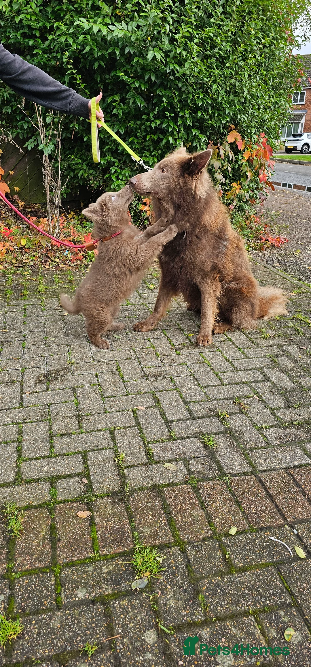 German Shepherd dogs for stud: Kc health tested solid isabella gsd in Bedford - Advert 7