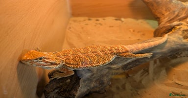Bearded Dragon reptiles - Advert 9