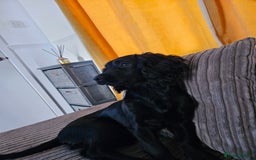 Cocker Spaniel dogs for sale: Cocker spaniel Puppies Males and females - Image 9