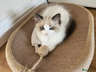 Ragdoll cats Ragdoll Tica Pedigree kittens - Advert 9