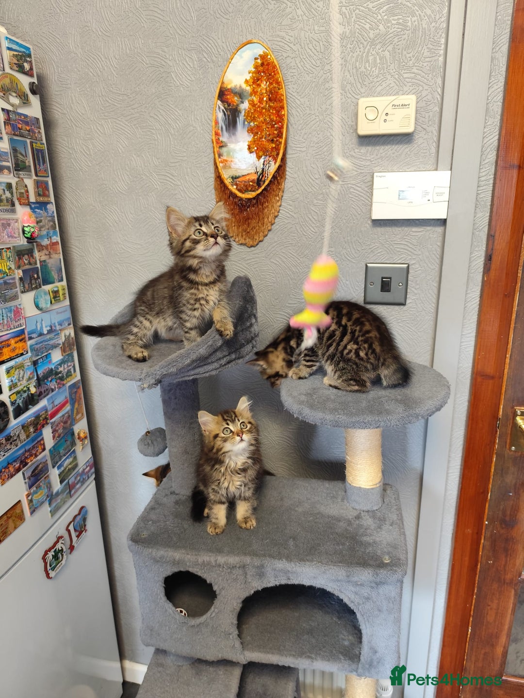 Mixed Breed cats for sale: Beautifully kittens ready for new home - Image 8