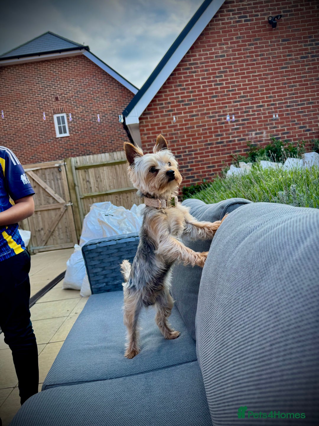 Yorkshire Terrier dogs for sale: Yorkshire Terrier pup 1 year old - Image 2