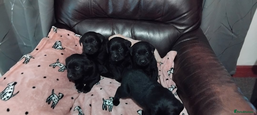 Labrador Retriever dogs for sale: Gorgeous KC registered Labrador puppies  - Advert 8