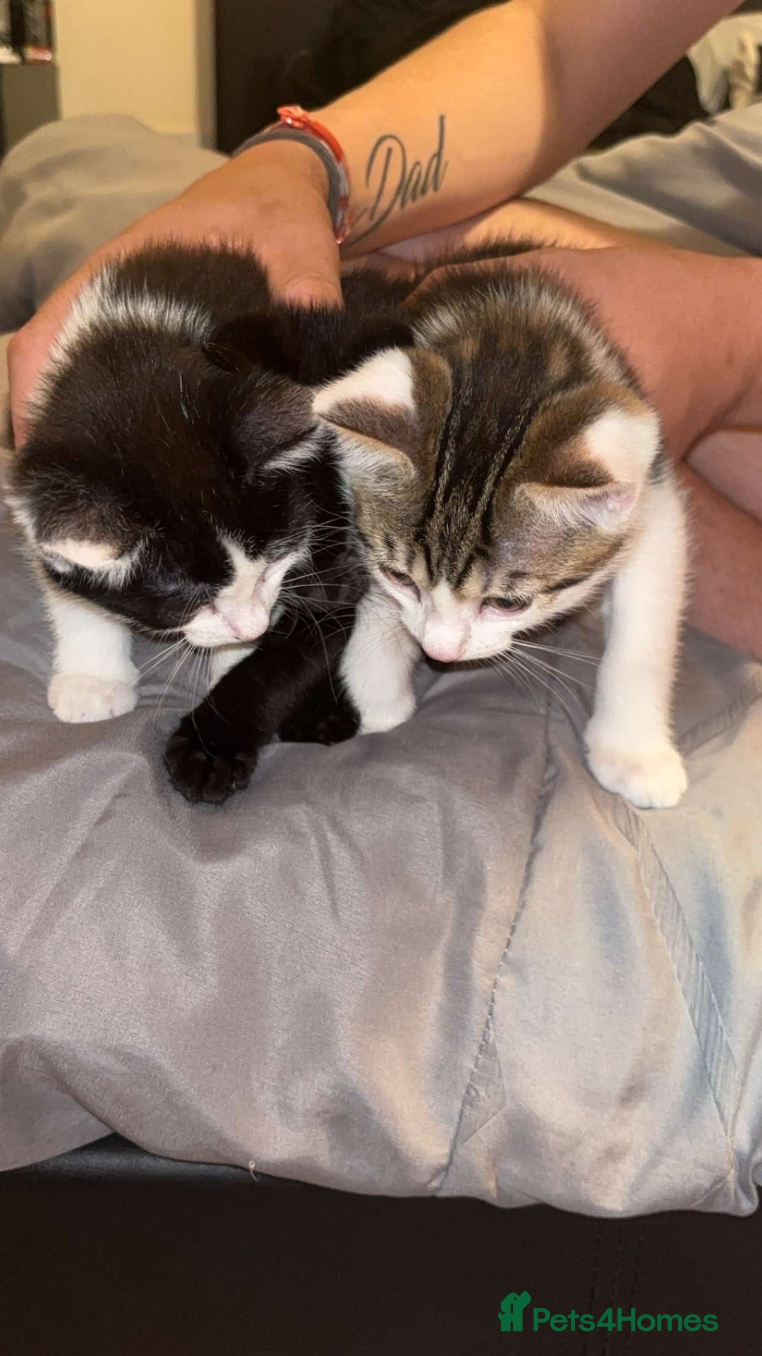 Domestic Shorthair cats for sale: 2 kittens available  - Image 6