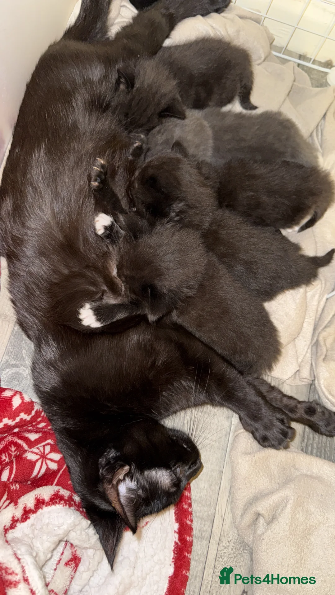 British Longhair cats for sale: Kittens  - Advert 1
