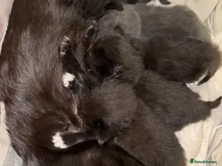 British Longhair cats Kittens - Advert 1