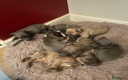 Whippet dogs for sale: Adorable home bred KC whippets - Image 21