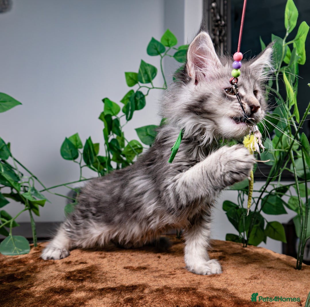 Maine Coon cats for sale: 8 STUNNING PEDIGREE TICA REG MAINE COON KITTENS - Advert 11