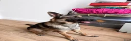 Mixed Breed dogs for sale: Belgian x German Shepherd – Loving & Energetic - Advert 4