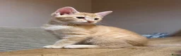 Maine Coon cats for sale: Beautiful Maine Coon x Silver British shorthair - Advert 20