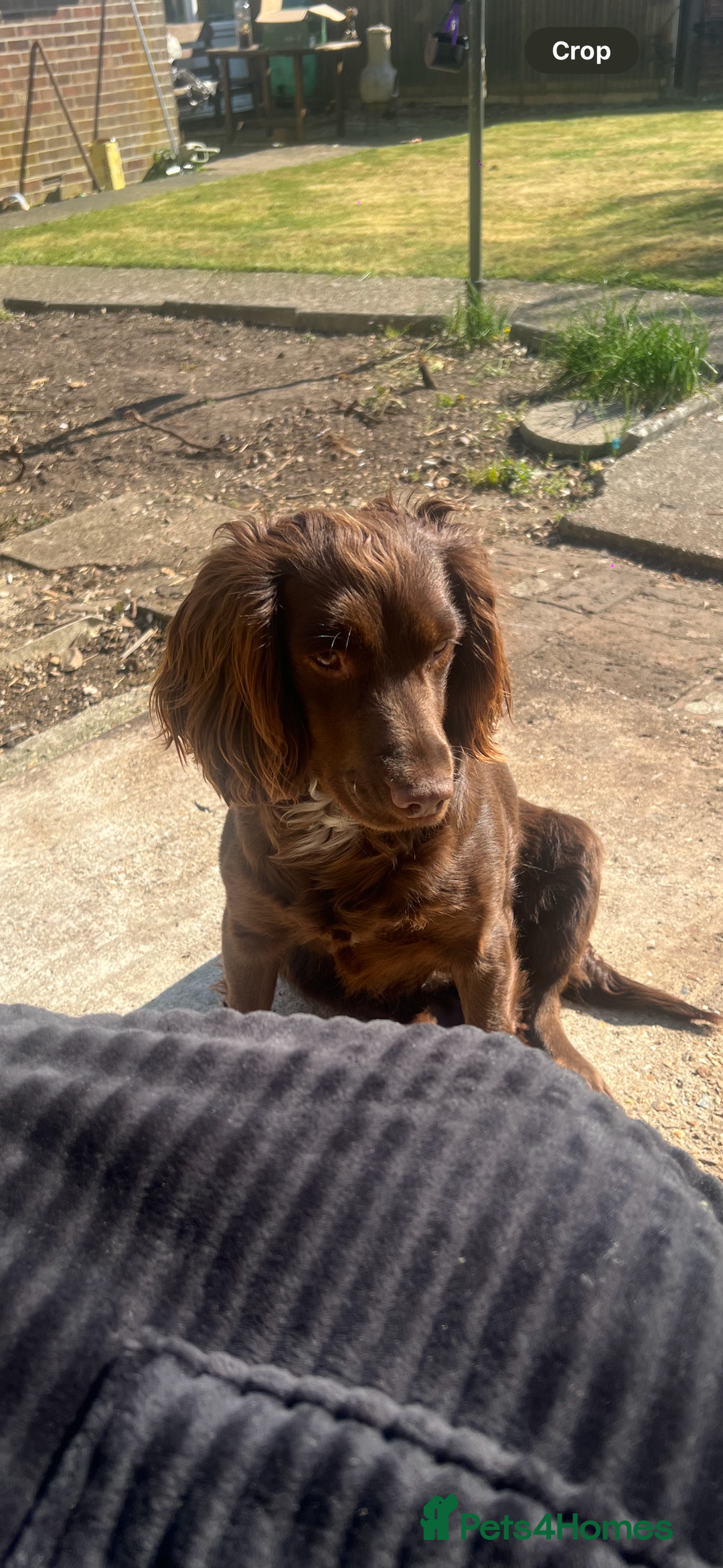 Cockapoo dogs for sale: Cockapoos - Advert 16