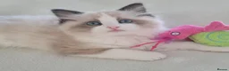 Ragdoll cats for sale: purebred Ragdoll kittens for sale  - Advert 3