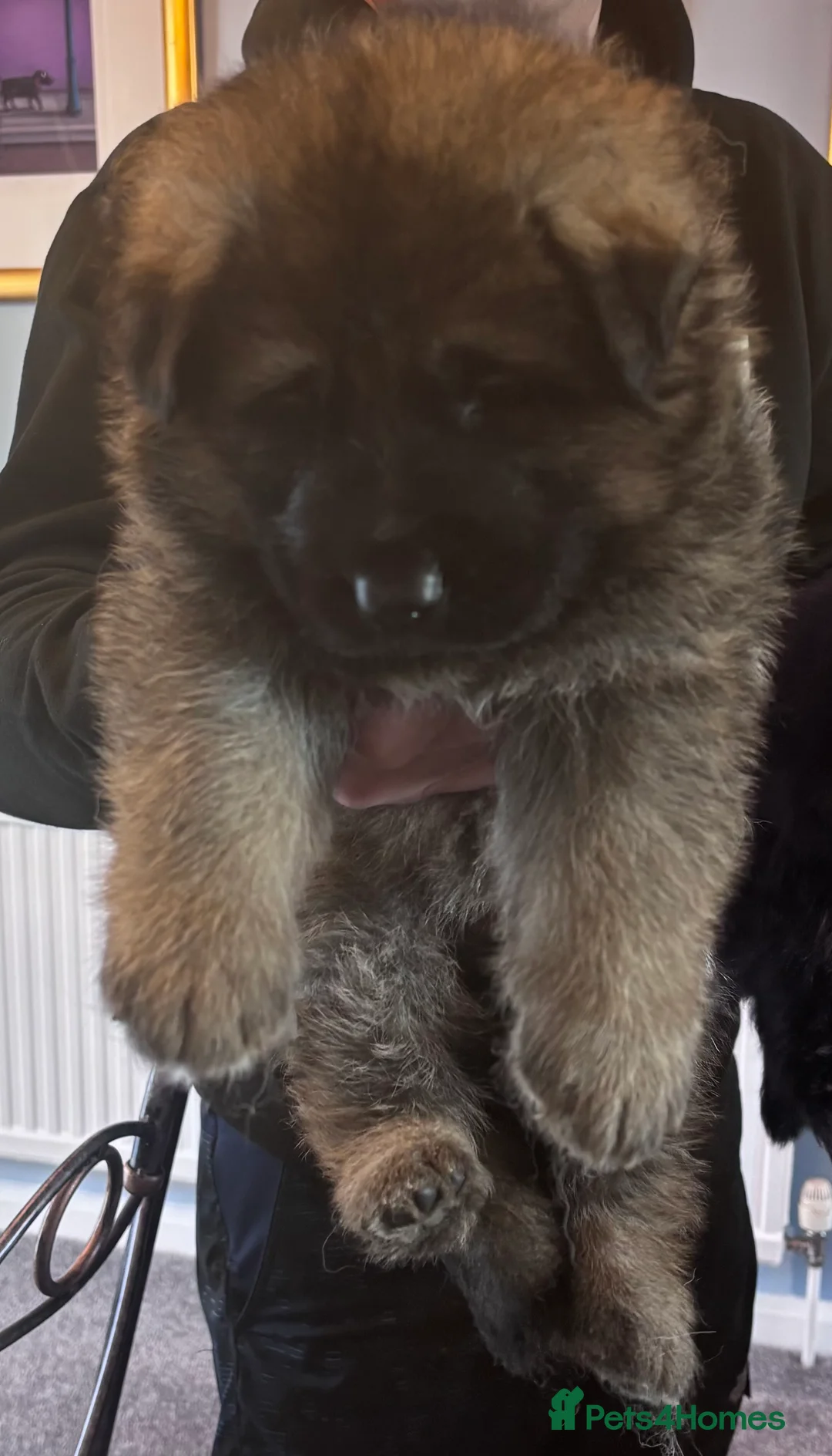 German Shepherd dogs for sale: kc registered german shepherd puppies for sale in Stanley - Advert 5