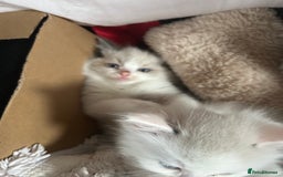 Ragdoll cats for sale: Ragdolls - Image 3