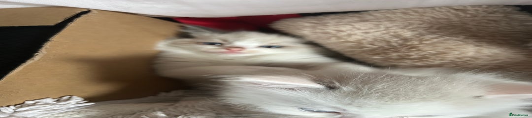 Ragdoll Kitten 2