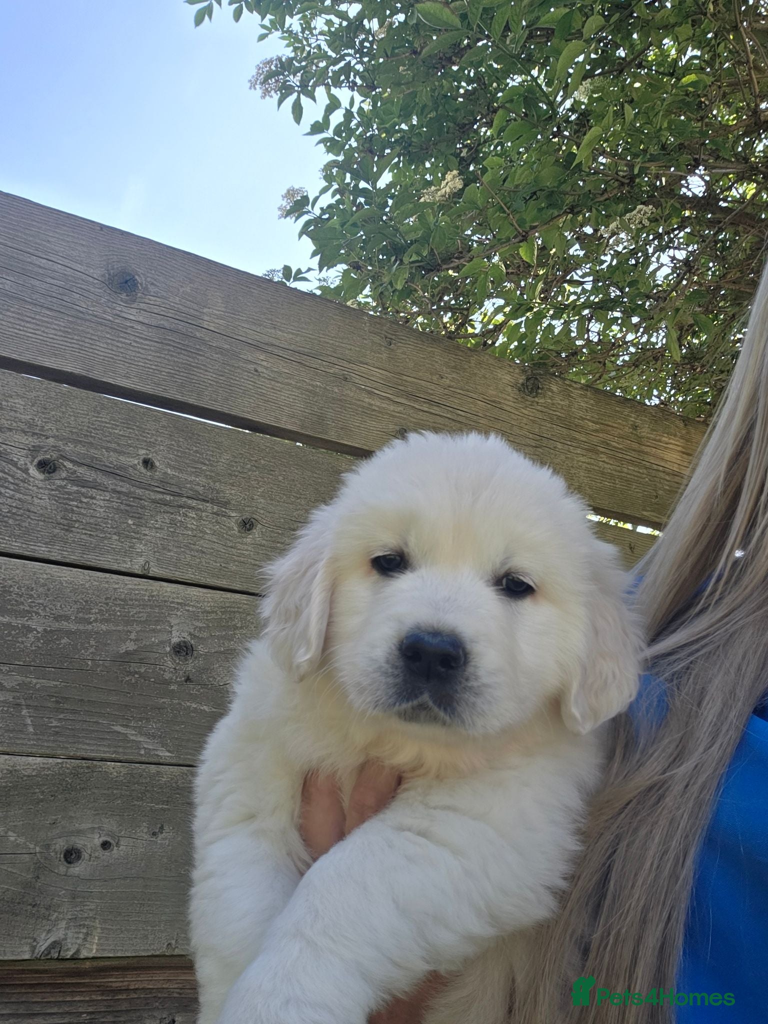 Golden Retriever dogs Extensively Health Tested English Cream Puppies - Advert 2