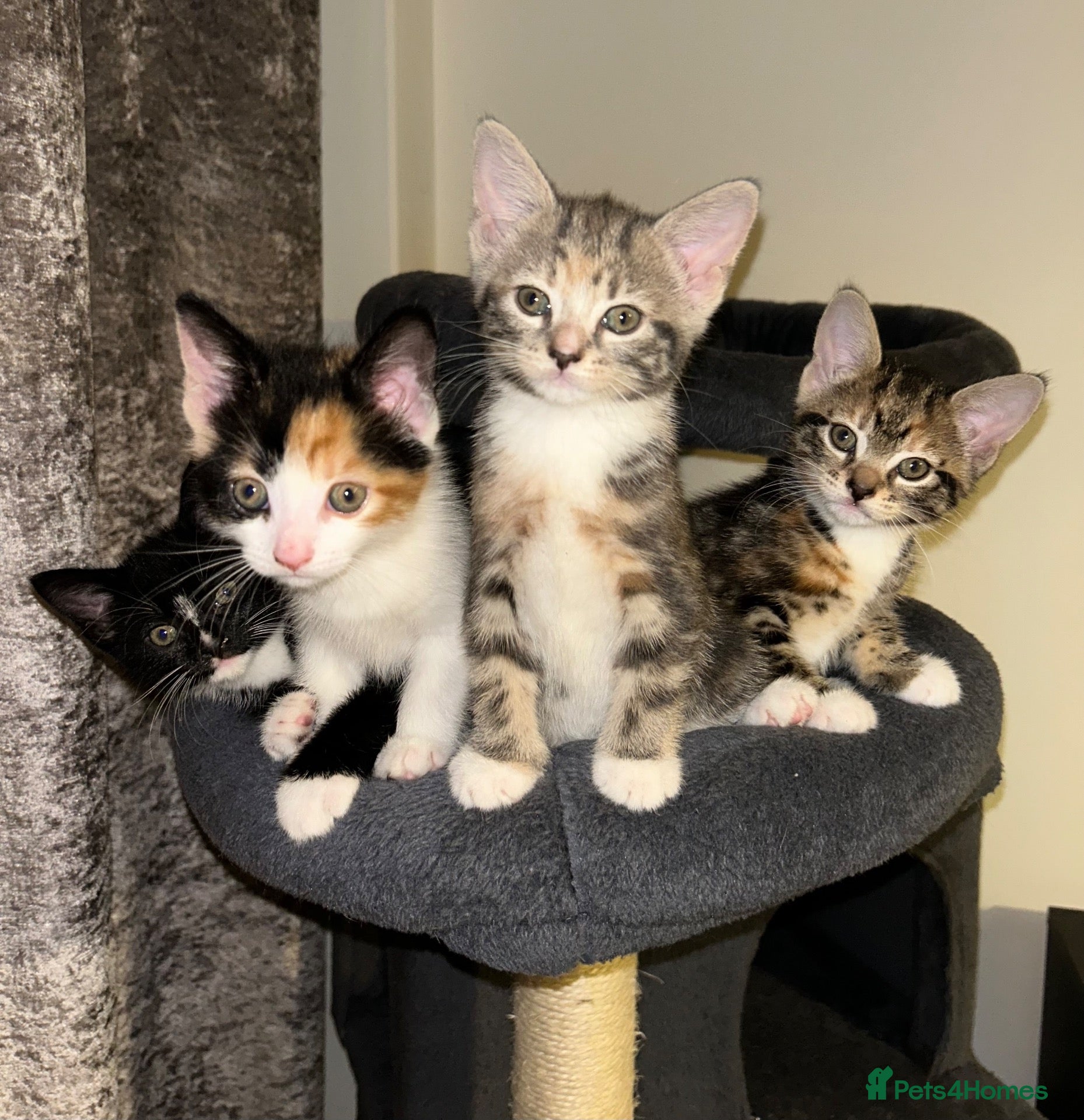 Mixed Breed cats Beautiful Domestic Shorthair Kittens  🐾 - Advert 18