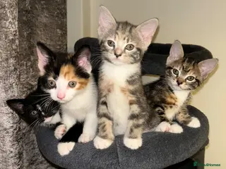 Mixed Breed cats Beautiful Domestic Shorthair Kittens 🐾 - Advert 18