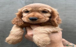 Cocker Spaniel dogs for sale: Cocker spaniel  - Advert 4