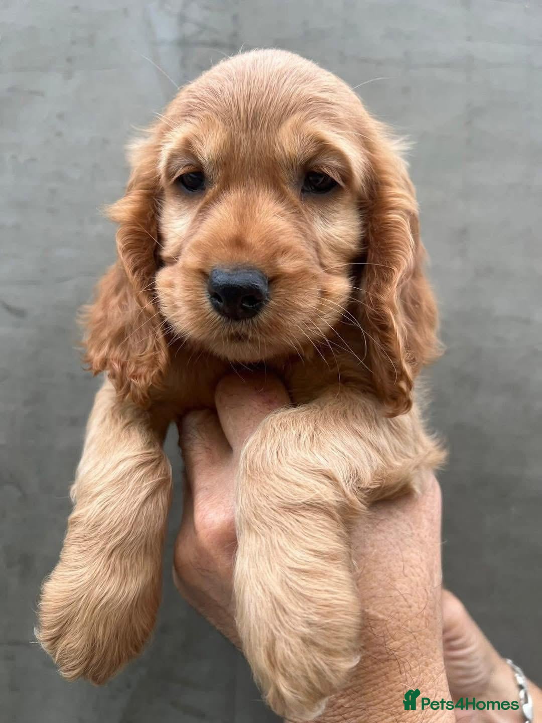 Cocker Spaniel dogs for sale: Cocker spaniel  - Advert 4