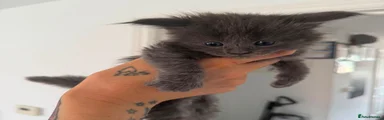 Maine Coon 3