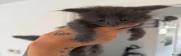 Maine Coon cats for sale: Maine Coon Cuties - Advert 6