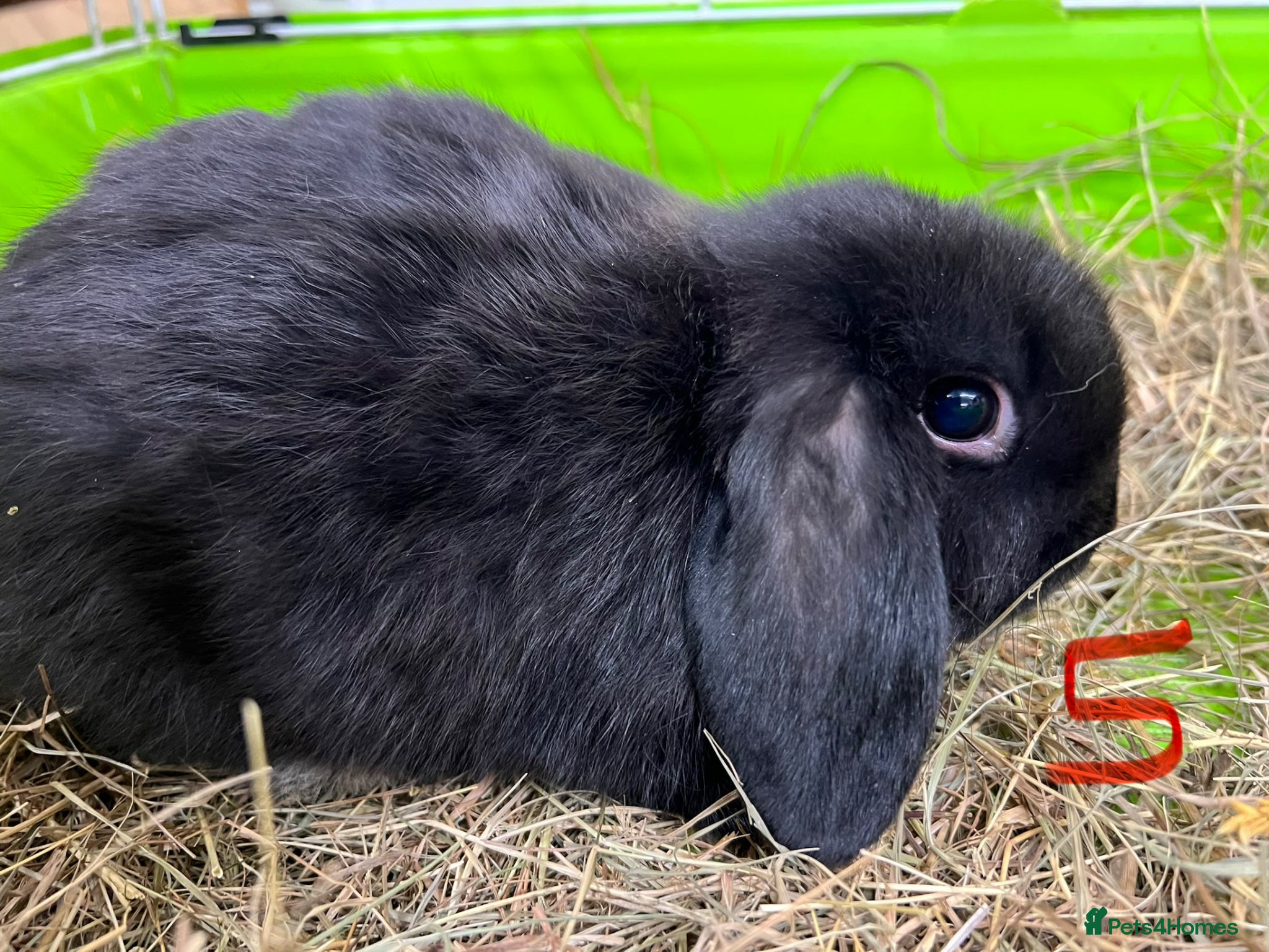 Mini Lop rabbits for sale: Beautiful Mini Lop Boys  in Loughborough - Advert 13