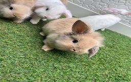 Lionhead rabbits for sale: Lionhead bunnies  - Image 6