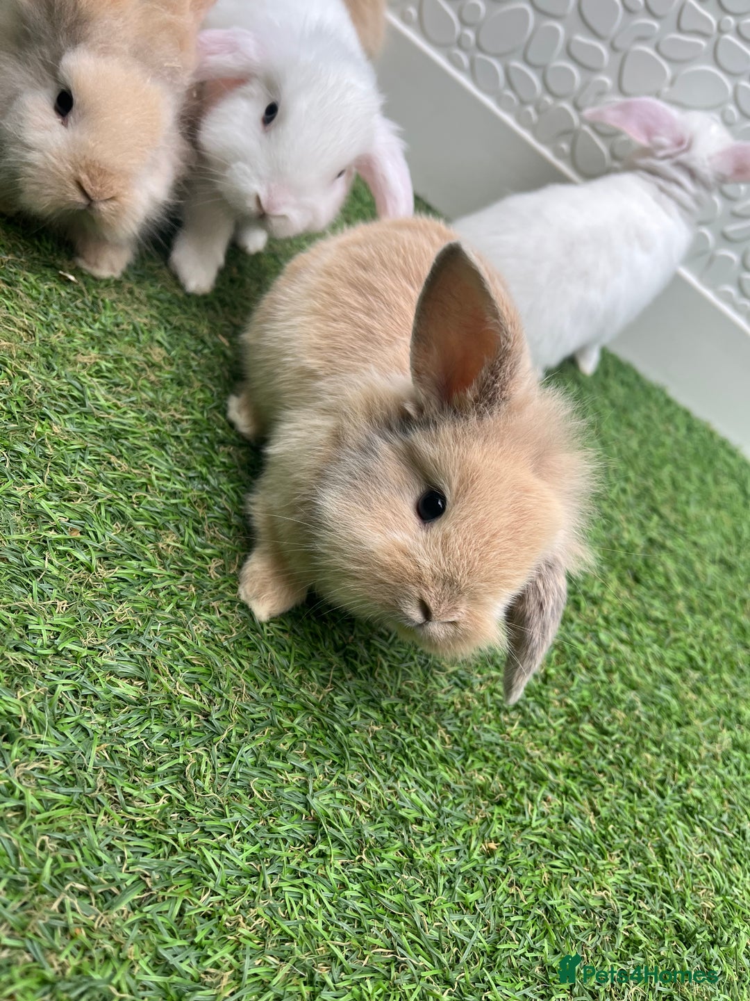 Lionhead rabbits for sale: Lionhead bunnies  - Image 6