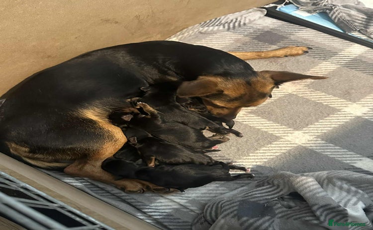 Jack Russell dogs - Advert 2