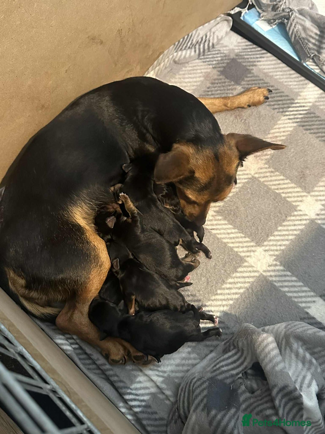 Jack Russell dogs for sale: Minature jack russel pupies  - Image 1