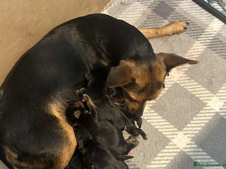 Jack Russell dogs for sale - Advert 1