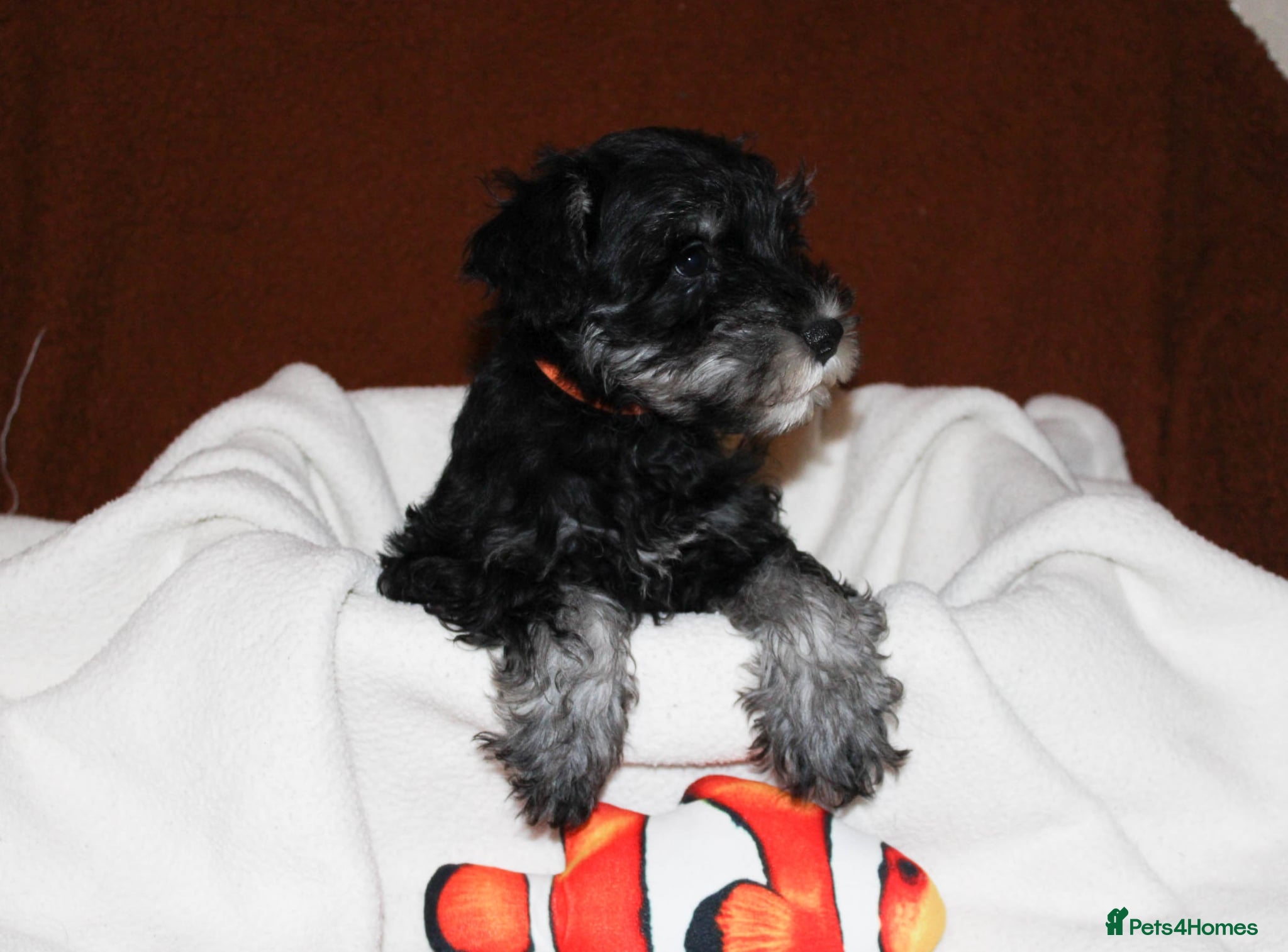 Miniature Schnauzer dogs Charming Mini Schnauzers with KC registration - Advert 4