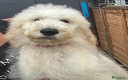 Standard Poodle dogs for sale: Champion Bloodline Standard Poodle Puppies - Image 3